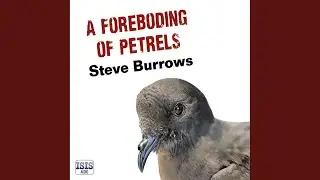 Chapter 32.2 - A Foreboding of Petrels