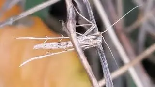 Camouflaged Bug Action 