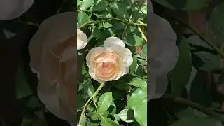 Lichfield Angel Rose #gardenflowers #gardening #roses #gardenroses #gardenflower #nature #gardenrose