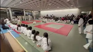 Gecko Sauteur - F&ecirc;te de No&euml;l 2024