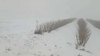 Ділянку  взимку, малина та чорна смородина. 03.01.26