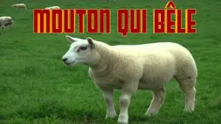 MOUTON qui b&ecirc;le CRI du MOUTON  Sheep SOUND - Verso della pecora