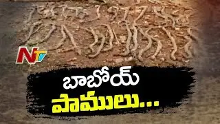 Dangerous Snake gives birth to 35 baby Snakes After Demise in Krishna, Caught On Camera | NTV