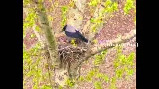 ворона        Серая ворона(Corvus corone cornix)