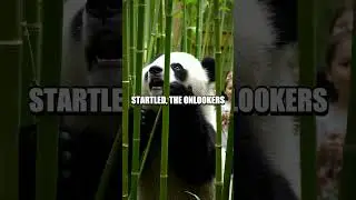 The Unexpected Antics of the Panda