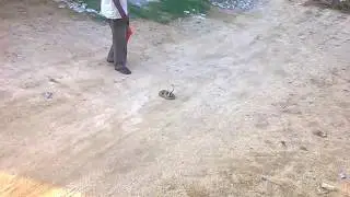 How to  hypnotism  and caught  snake