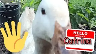 #Shorts Hi my name is Catrina Bird addition!