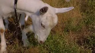 Meditation for animals lovers