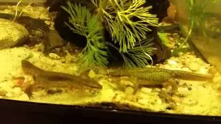Palmate newt mating