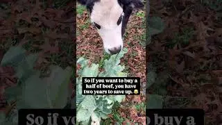 Nonsense Farm: The New Herd is Coming!