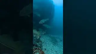 Ikan KOD Samudera Atlantik.