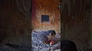 Peregrine falcon incubating eggs with care #wildlife #nest #birds #falcon