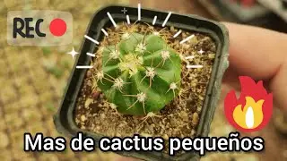 Cactus en desarrollo, parte 2. 🐢🙂🌵