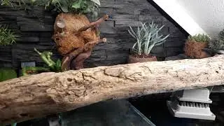 Aquarium 600 Liter /Axolotl
