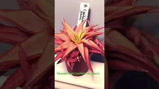 Haworthiopsis are amazing!!! #plants #succulents #haworthia #haworthiopsis #houseplants