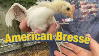 New Food Source for Our Family, The American Bresse Chicken