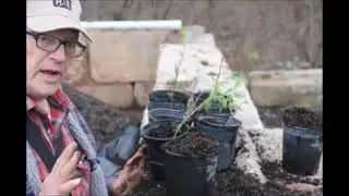 My Coronavirus Project    Growing Free Trees for Non Profits