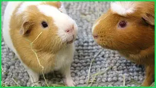 Guinea pigs wheeking for hay