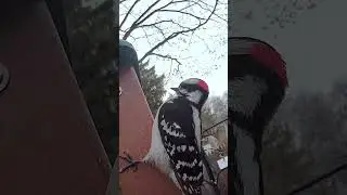 Woodpecker antics, feat. Downy B, Rory Redbelly, and various Squirrels #woodpecker #downywoodpecker