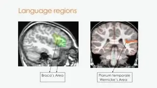 On the Origins and Development of Language and Communication in Autism Spectrum Disorder