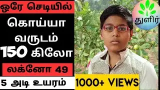 கொய்யா சாகுபடி || L 49 (Lucknow 49) || Guava cultivation in Tamil || தமிழில் || துளிர்