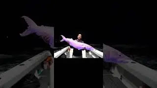Rare Bioluminescent Fish Found