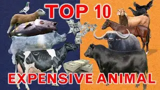 Top 10 Most Expensive Animal in the World | Livestock | Farming | Best Record
