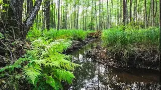 Relax and Recharge: Forest River Soundscape with Bio-frequency Music for Emotional Balance