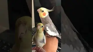 #calopsita cantando atirei o pau no gato - #cockatiel  #whistle