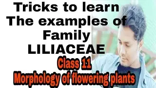 Tricks to learn the examples of LILIACEAE family. (class 11 morphology of flowering plants)