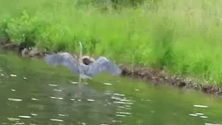 Heron Landing at Furman 5 24 22 SRT
