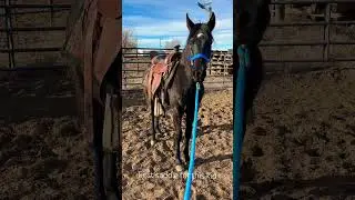Damon&rsquo;s first saddle! One very smart kiddo #horses #colts #colorado #quarterhorse
