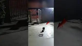 Terrifying Tiger Meets Fearless Cat &ndash; Watch What Happens!