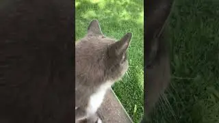 CHONKY Hemingway CAT birdwatching with her momma