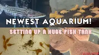Setting my NEWEST & BIGGEST aquarium yet! NEW FISH TANK FOR STINGRAYS!