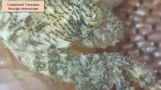 Lined Crab