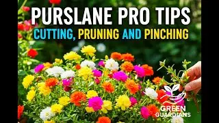 Purslane plant | Purslane Cutting & Pruning & Pinching | Purslane plant care | Purslane pro tips
