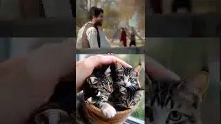 #short #viral #cambodia  #funny #cat