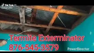 Termite Exterminator