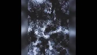 calming vedio  #vemes #shorts #youtube