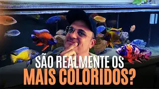 AULONOCARAS: O CICLÍDEO AFRICANO MAIS COLORIDO!