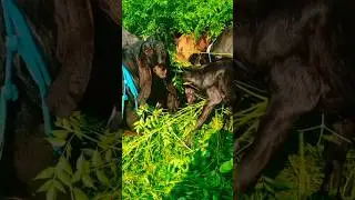 Top Quality breeder #goatfarming #goatfarmingbusiness #goat #viral