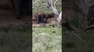 Baby elephant digging for Salt natural sounds. #elephant #wildlife #nature #baby ￼