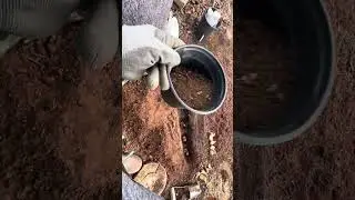 How I Ammended Some of my Daffodil Trenches in my Dense Clay Soil - January 2026 