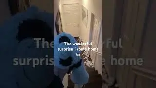 #cute #funny #dogmom #dogshorts #youtubeshorts #viral #fyp #foryou #viralmemes #messyhouse #surprise