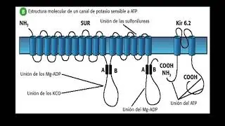 Relacion Sulfonilureas y Canales de Potasio Dependientes de ATP