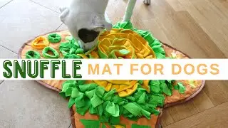 The Best Snuffle Mat For Dogs