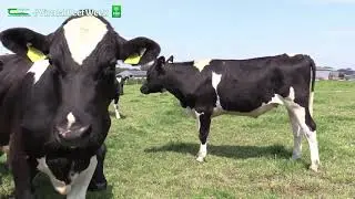 Grassland management for dairy calf to beef systems - Virtual Beef Week