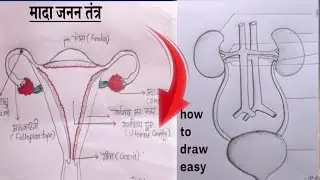 How to Draw the Urinary System (and why you&rsquo;d want to!)