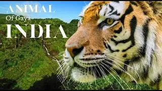 India Wildlife In 4K - Indian wild style jungle | Music Relaxation